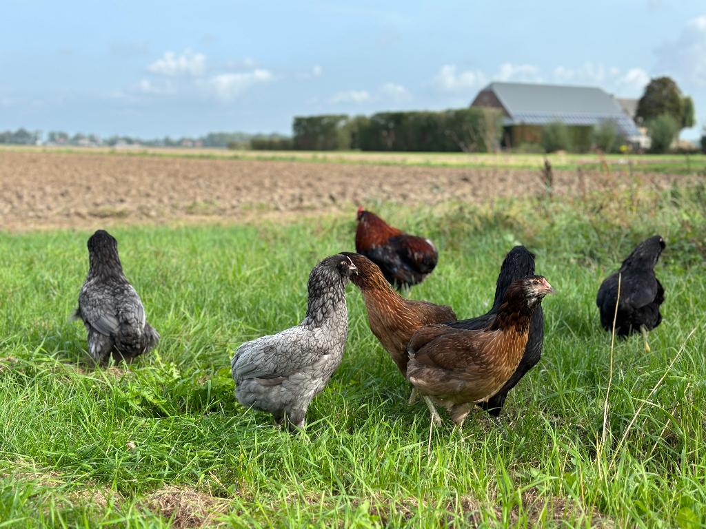 Jonge tamme Araucana kippen gesekst en ingeënt, Vrouwelijk, Kip