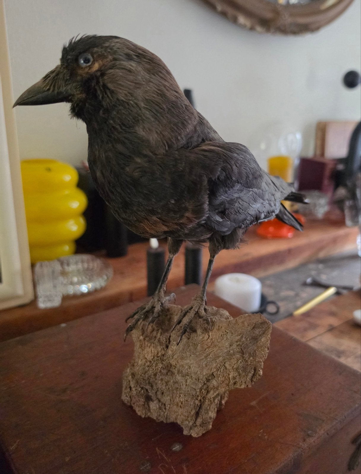Opgezette Kauw (Kraai) - Taxidermie, Ophalen of Verzenden, Gebruikt, Vogel, Opgezet dier