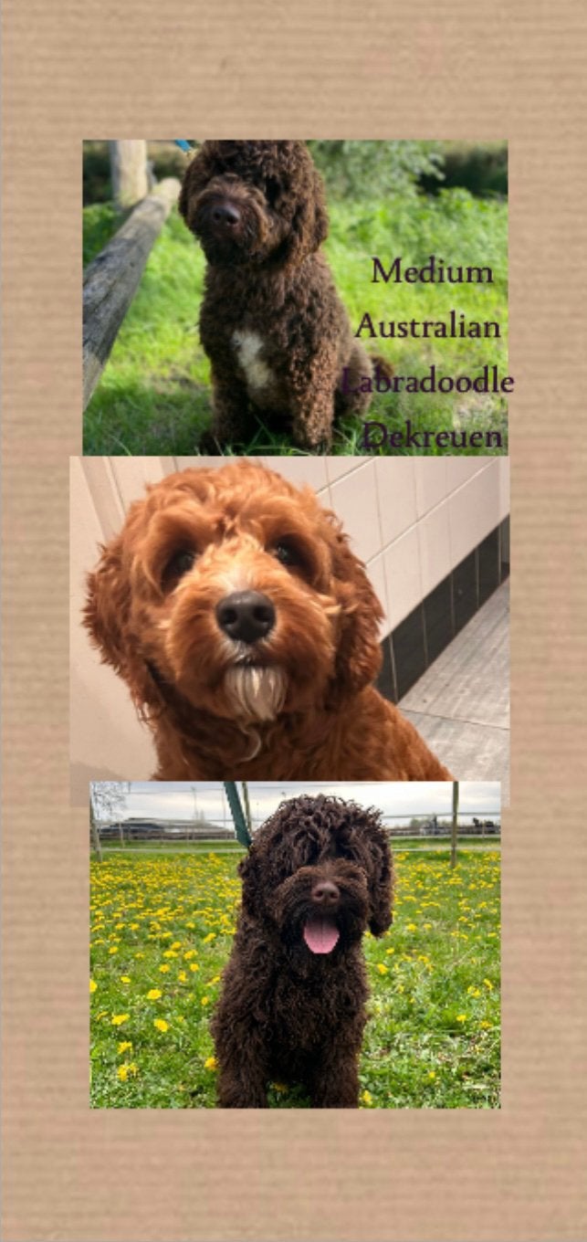 Medium Australian Labradoodle dekreu,bruine/rode/bruine reu, Parvo, Reu, Meerdere, 3 tot 5 jaar