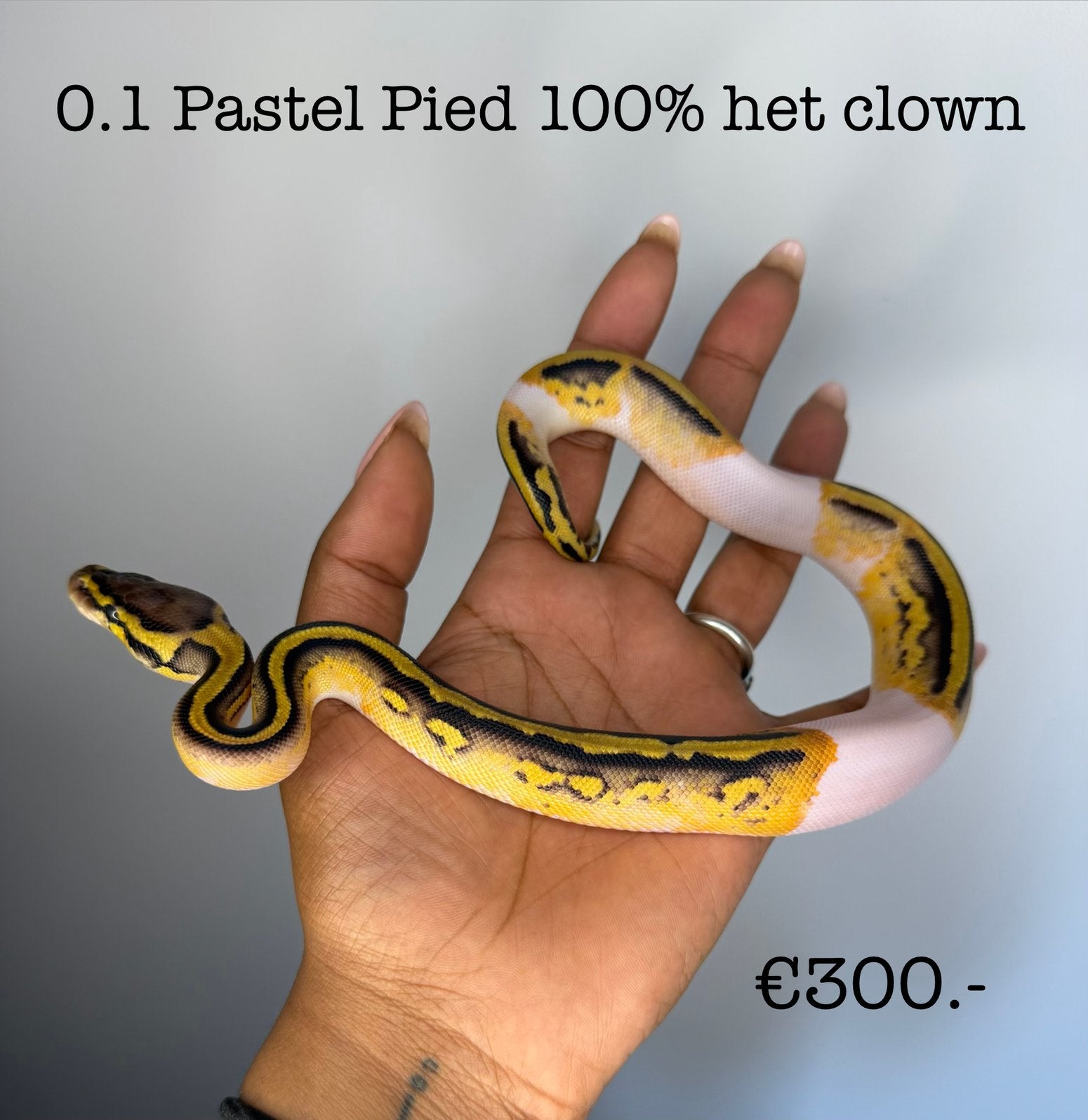 0.1 Pastel Pied 100% het clown NK26 Ball Python - female for sale from Valerie