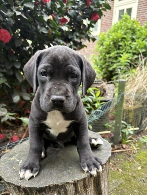 Mooie Duitse Dog pups, Dieren en Toebehoren, Honden | Bulldogs, Pinschers en Molossers, Parvo, Nederland, Overige rassen, 8 tot 15 weken