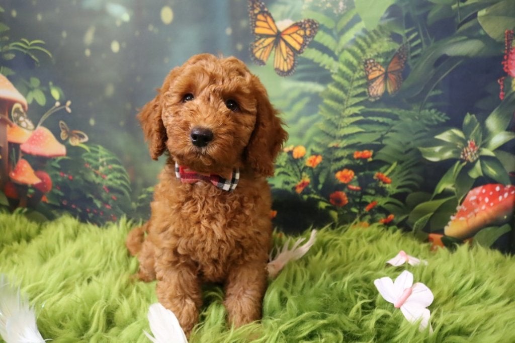 Mini/Medium Australian labradoodle pups, Parvo, Nederland, Overige rassen, 8 tot 15 weken