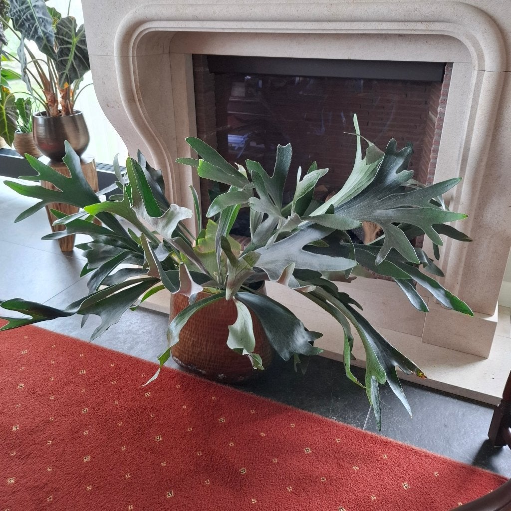 Grote Hertshoornvaren (Platycerium) in pot, Ophalen, 100 tot 150 cm, Overige soorten, Halfschaduw