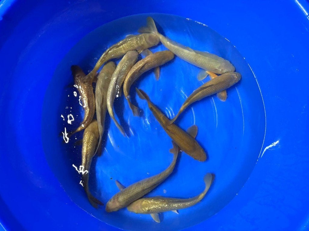 Chagoi van Marusei Hirasawa | Koikarpers  | vissen, Dieren en Toebehoren, Karper of Koi
