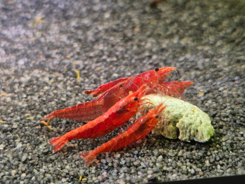 Vuurgarnalen, Kreeft, Krab of Garnaal