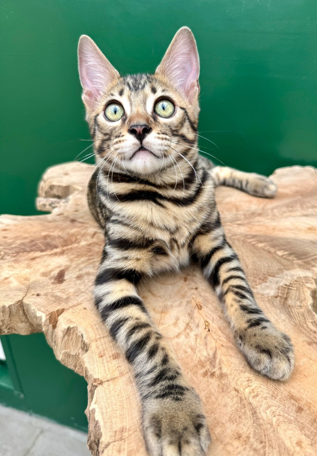 Bengal kitten | fantastisch karakter | geholpen, Dieren en Toebehoren, Kater