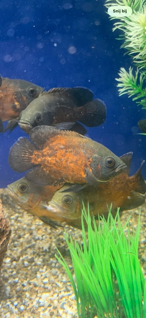 Copper oscar, Vis, Zoetwatervis