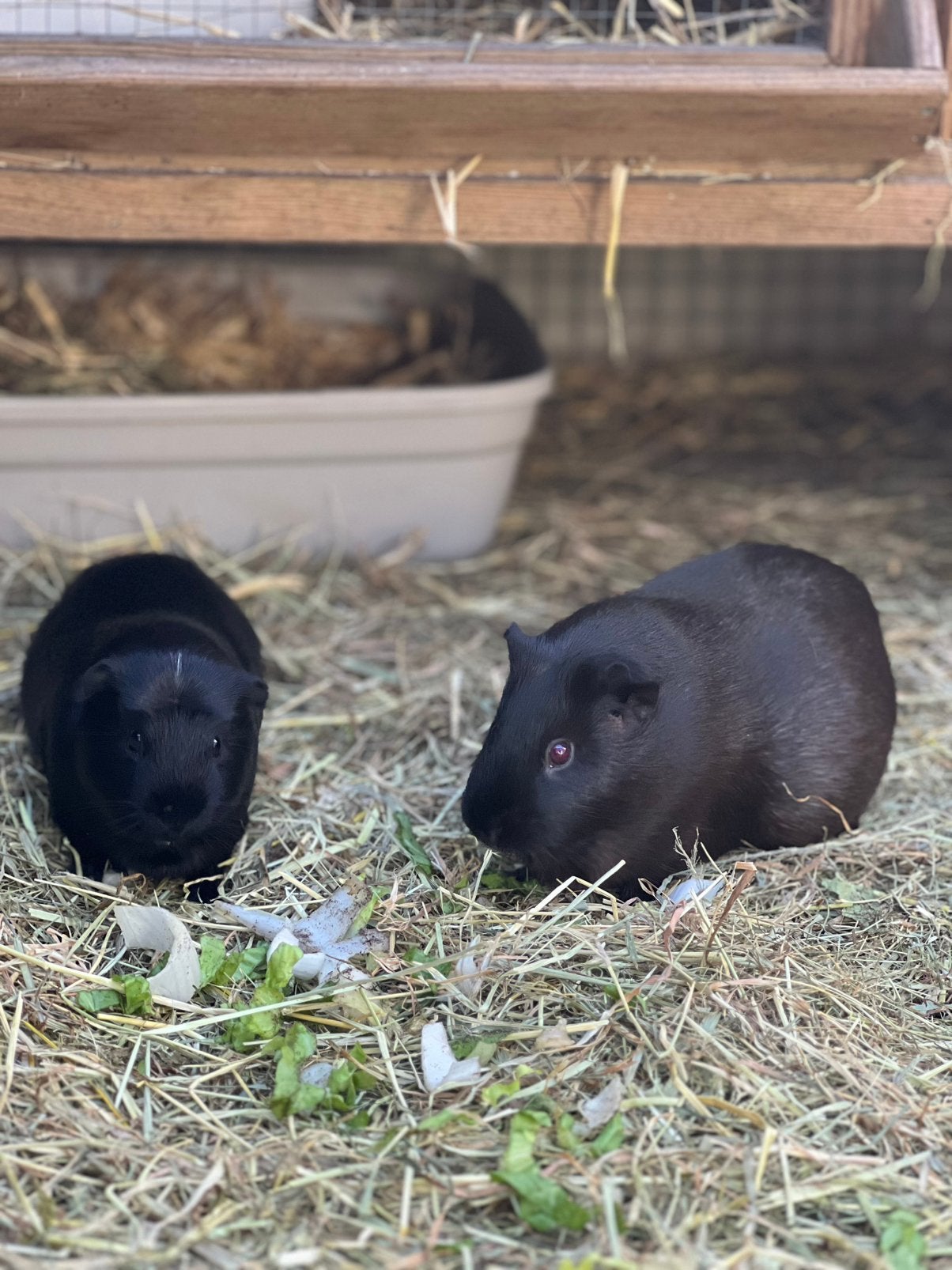 2 cavia zeugjes, Dieren en Toebehoren, Januari, Vrouwelijk, Cavia