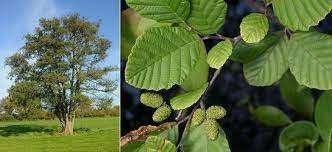 Alnus glutinosa (zwarte els) 17cm pot, Halfschaduw, Overige soorten, Lente, 100 tot 250 cm