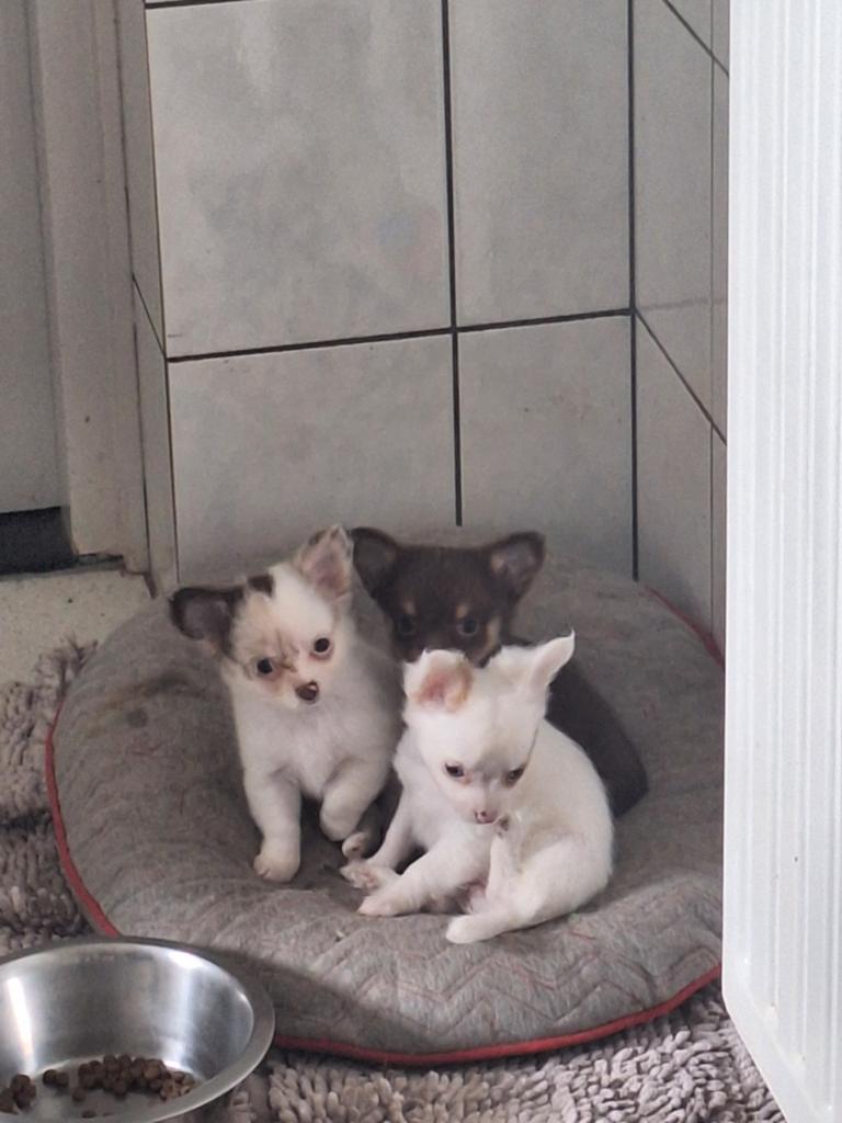Chihuahua kruising pups langharig, 8 tot 15 weken, Meerdere, Meerdere dieren, Chihuahua