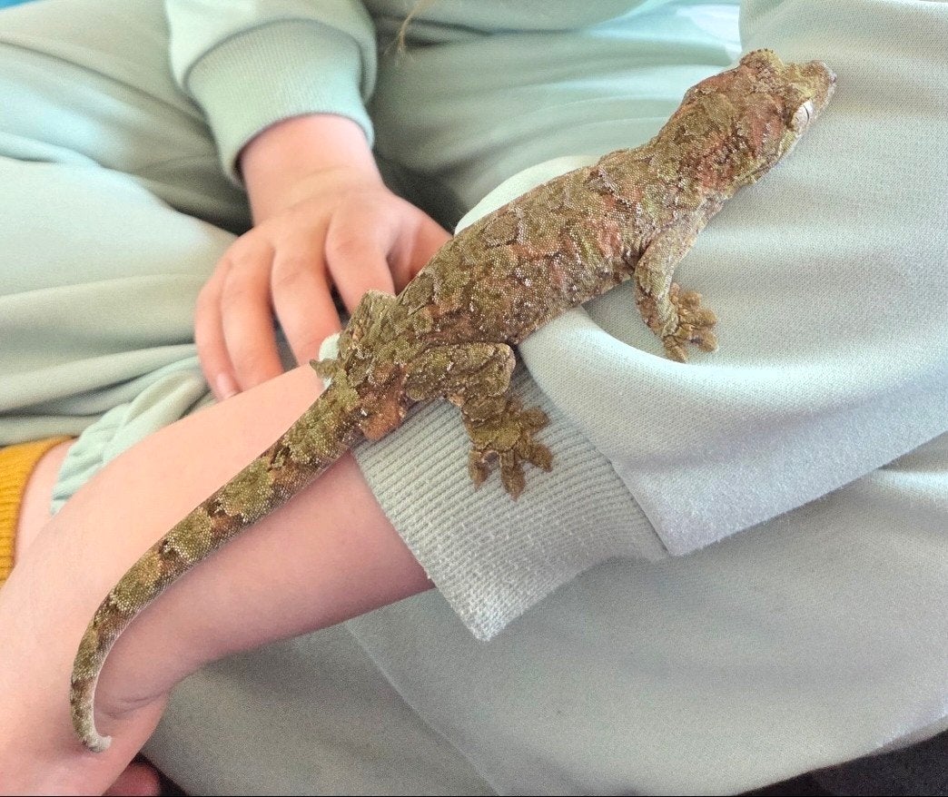 Gekko (mosgekko/chaoua) met terrarium