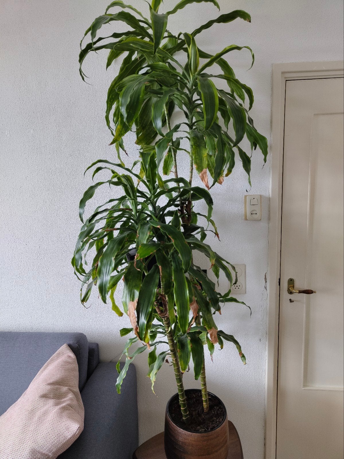 Grote Drakenbloedboom (Dracaena) exclusief pot!, Ophalen, Overige soorten, Halfschaduw, 150 tot 200 cm