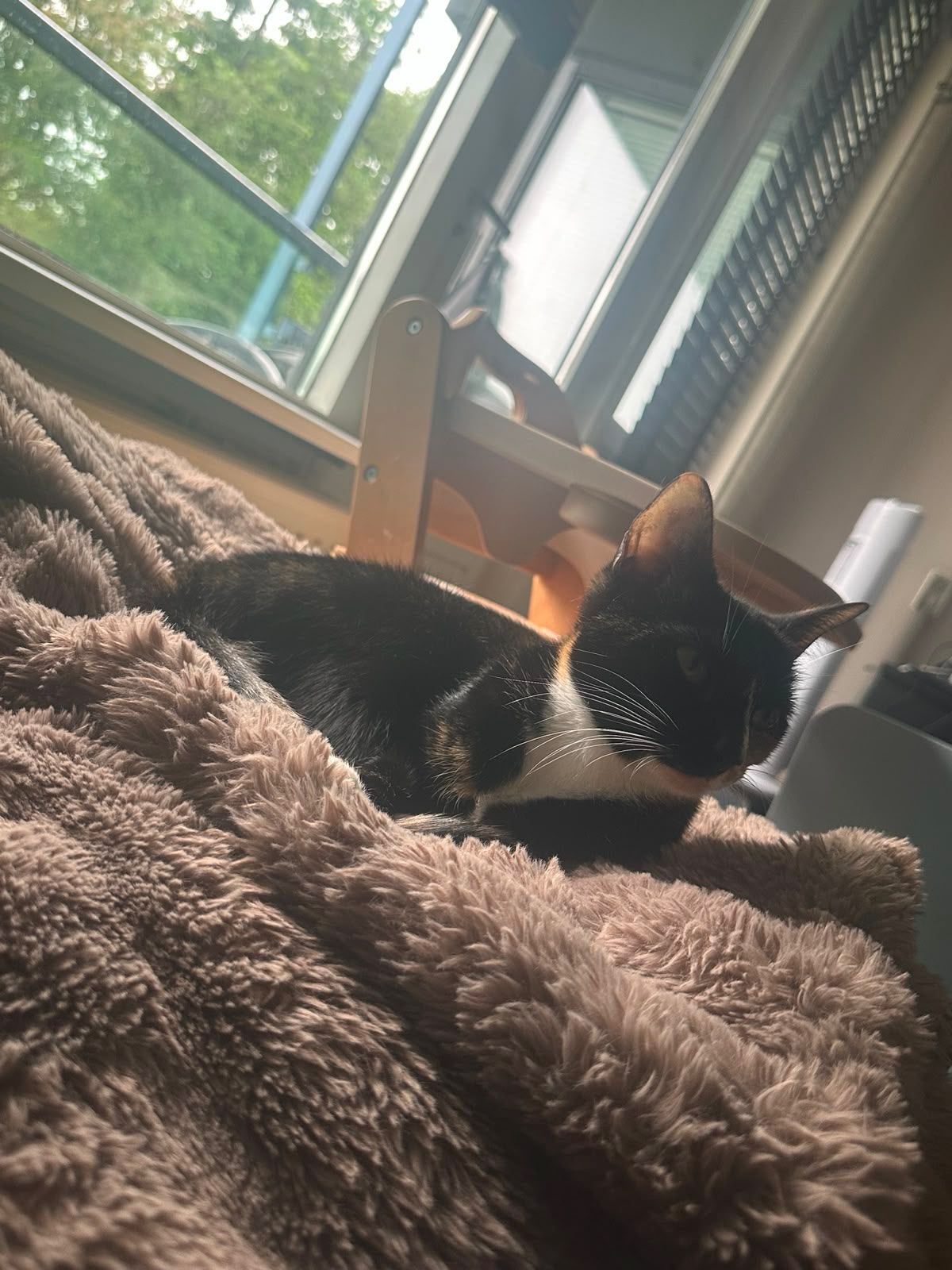 Poes, Poes