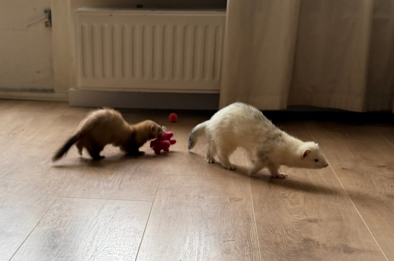 2 lieve fretten ter overname, Dieren en Toebehoren, Mei, Meerdere dieren