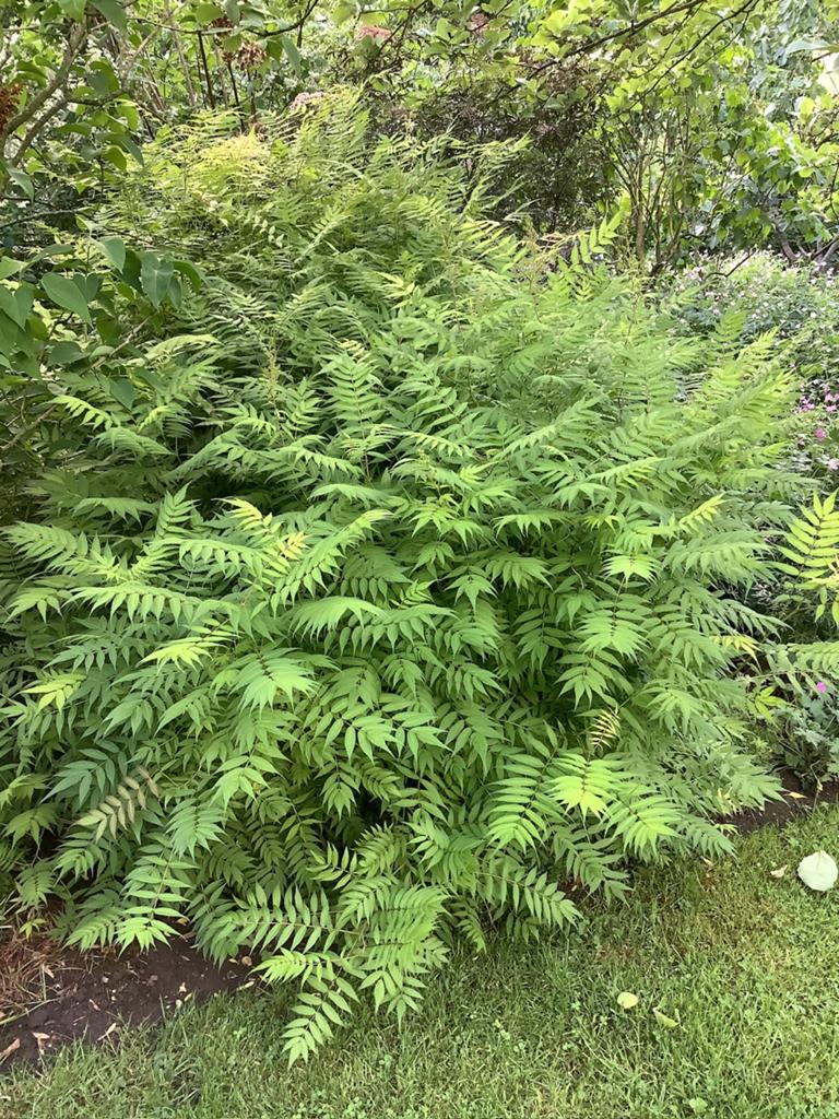 Sorbaria Sem, Ophalen, Overige soorten, Minder dan 100 cm