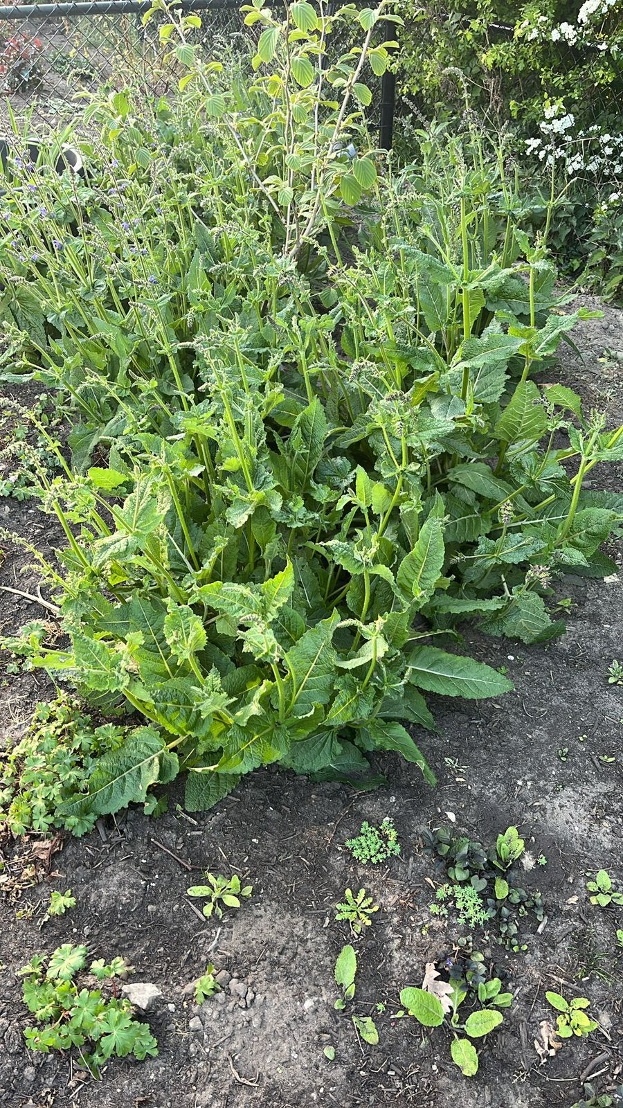 Veld salie plantjes, Ophalen of Verzenden, Lente, Vaste plant, Volle zon