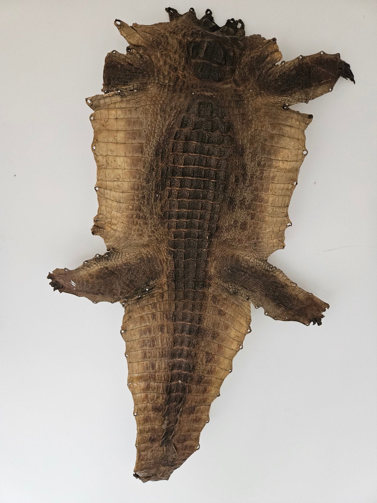 Huid van een krokodil, Ophalen of Verzenden