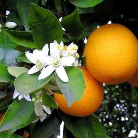 Citrus sinensis Washington Navel sinaasappel geënte plant, Ophalen, Minder dan 100 cm, Overige soorten, Volle zon