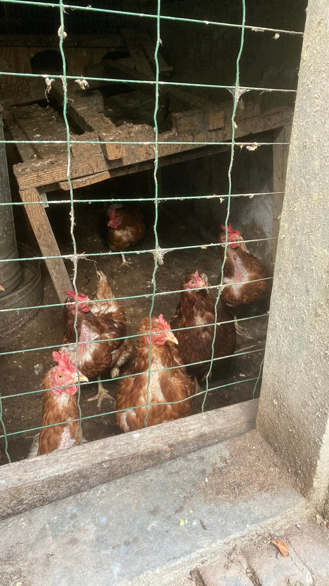 Te koop lohman brown kippen nog 18 stuks aanwezig, Dieren en Toebehoren, Pluimvee, Vrouwelijk, Kip