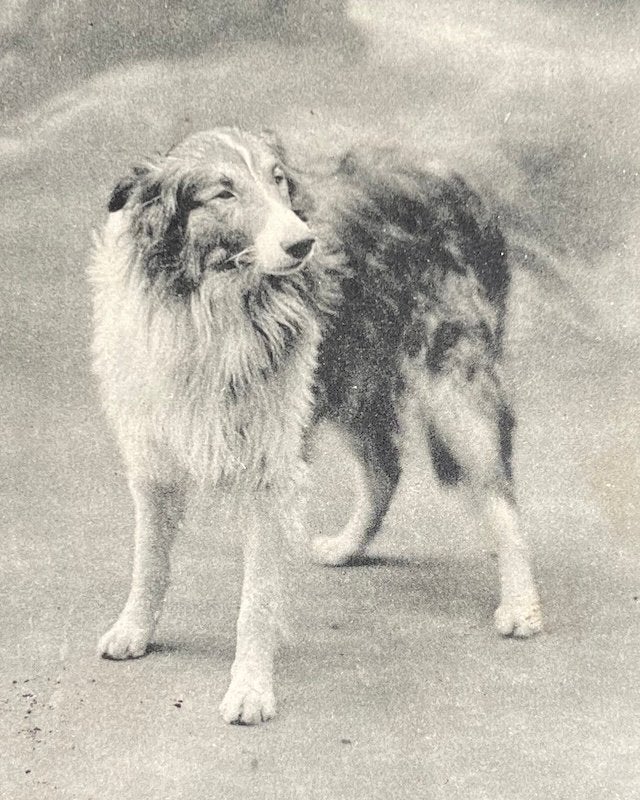 fr 1910 hond schotse herdershond collie  Colley, Ophalen of Verzenden, Voor 1920, Gelopen, Overige thema's