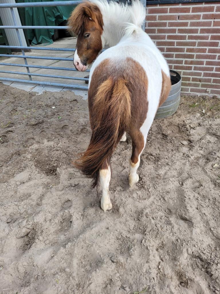Prachtig bonte jonge Shetland x minipaard merrie tk, Niet van toepassing, A pony (tot 1.17m), 3 tot 6 jaar, Merrie