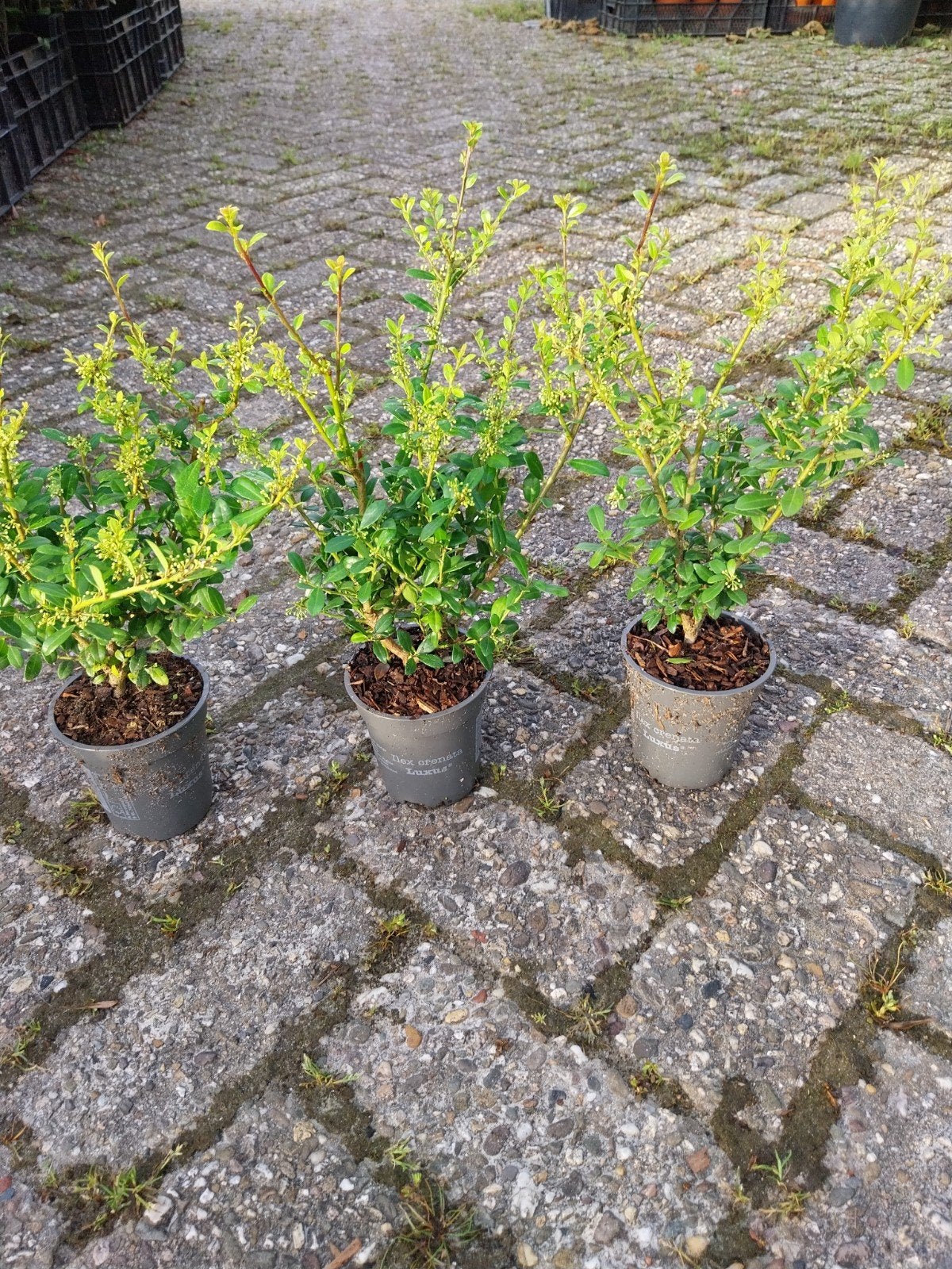 Ilex Crenata Luxus - Japanse Hulst voor een Groene Tuin, Ophalen, Overige soorten