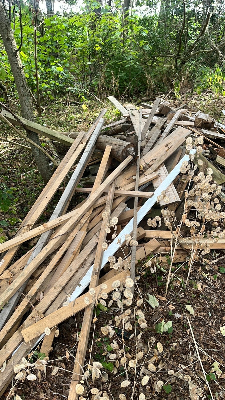 Gratis stookhout, Tuin en Terras, Ophalen, Overige houtsoorten, Takken
