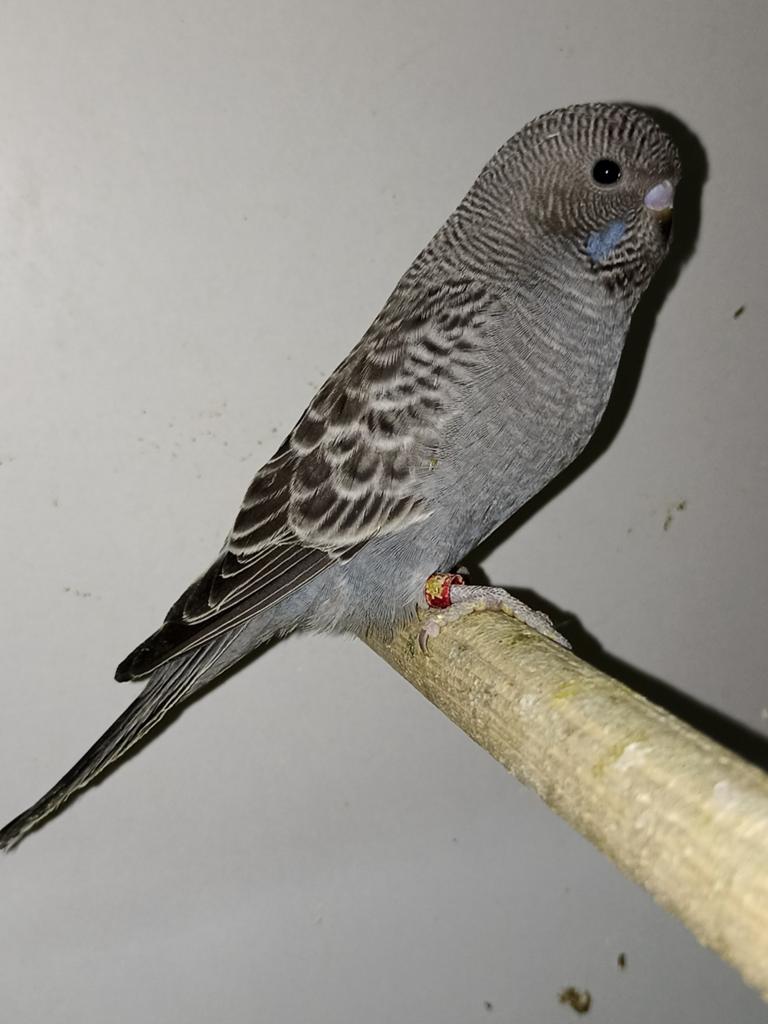 Blackface, blackwing, melanistic, dun fallow, Meerdere dieren, Parkiet