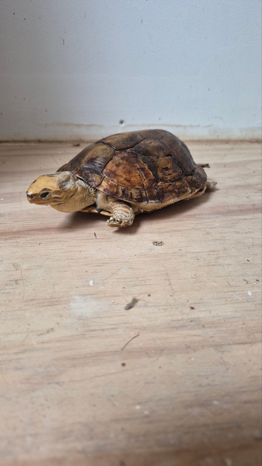 Mooie Opgezette Schildpad Taxidermie!, Verzamelen, Dierenverzamelingen, Ophalen of Verzenden, Zo goed als nieuw, Opgezet dier