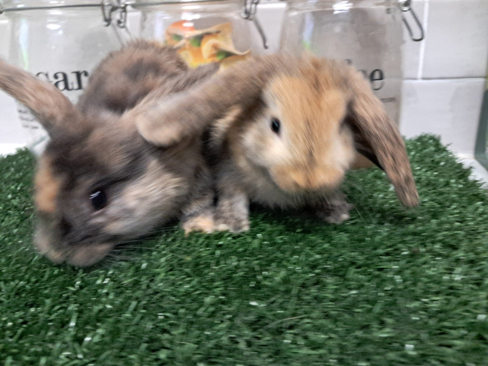 Baby dwerg hangoor konijntjes, Dieren en Toebehoren, Konijnen, Meerdere dieren, Dwerg, Hangoor