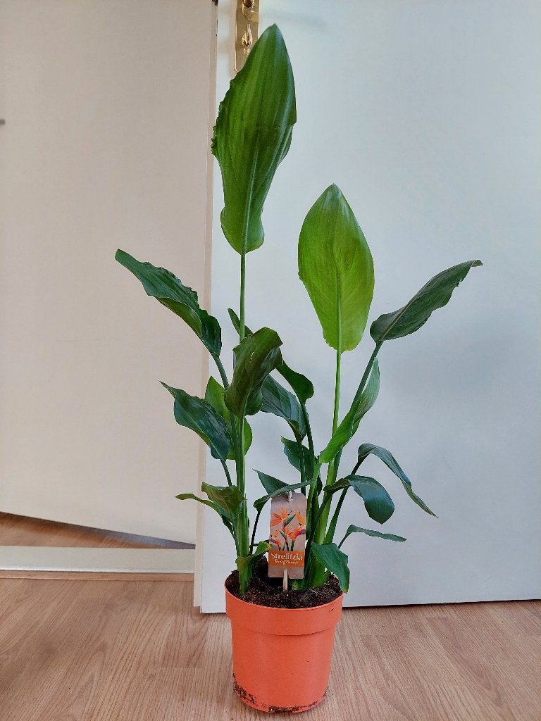 Strelitzia Reginae-Paradijsvogelbloem/Paradijsvogelplant H75, Huis en Inrichting, Ophalen, Overige soorten, Halfschaduw, Minder dan 100 cm