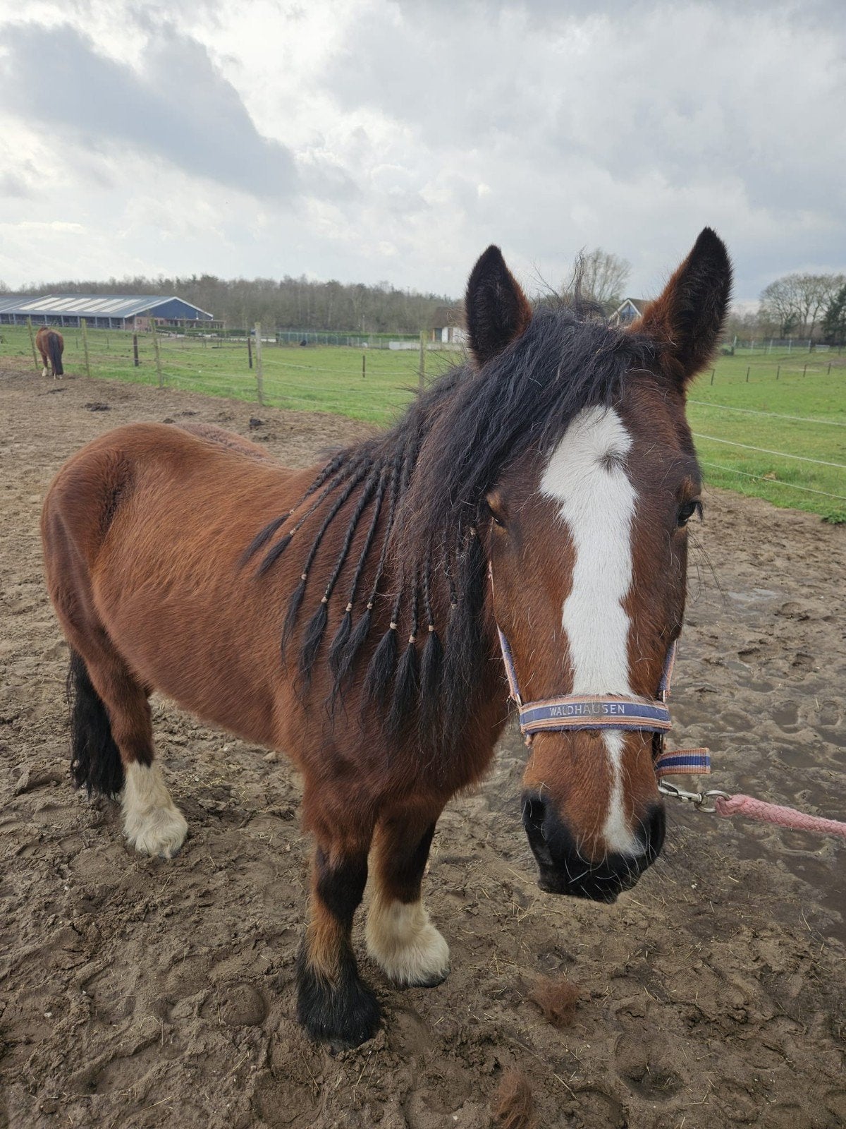 Gezocht: beleren van mijn pony, Dieren en Toebehoren, Pony's, Merrie, Dressuurpony, 3 tot 6 jaar, Onbeleerd