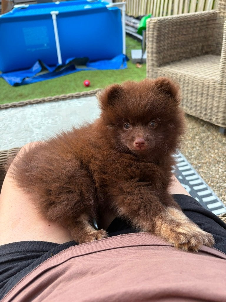 1 knappe pomeriaan boomer pup reutje, 8 tot 15 weken, Eén hond, Nederland, Particulier