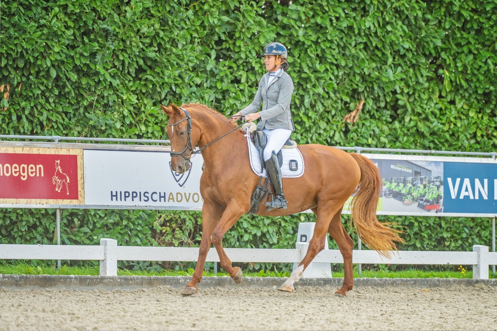 ️  Heleentje – een gouden, veelzijdige Gelderse merrie, Merrie, ZZ, Met stamboom, Dressuurpaard