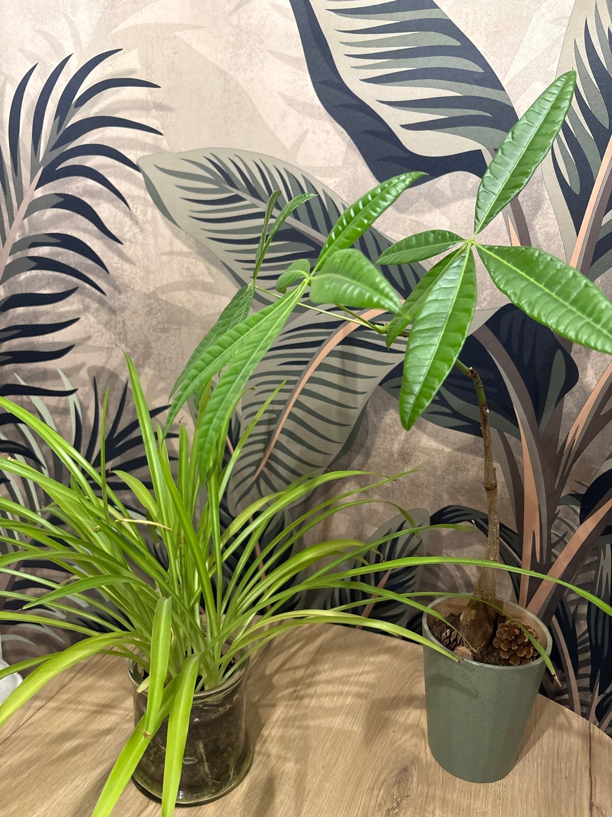 Chlorophytum (Spinnenplant) & Pachira Aquatica, Vaste plant, Bloeit niet, Halfschaduw, Ophalen