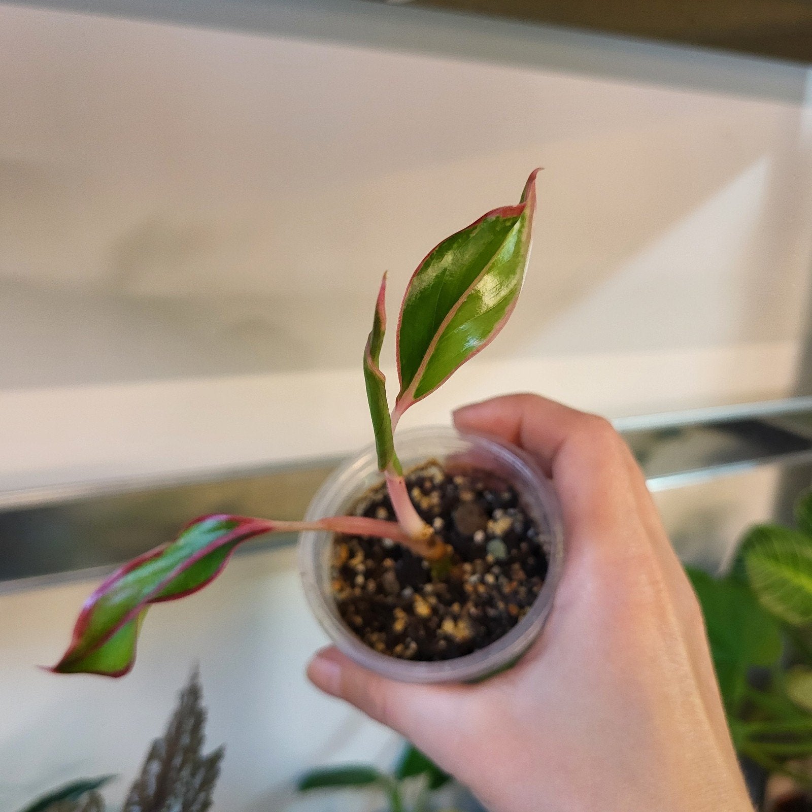 Aglaonema, Ophalen of Verzenden, Halfschaduw, Minder dan 100 cm