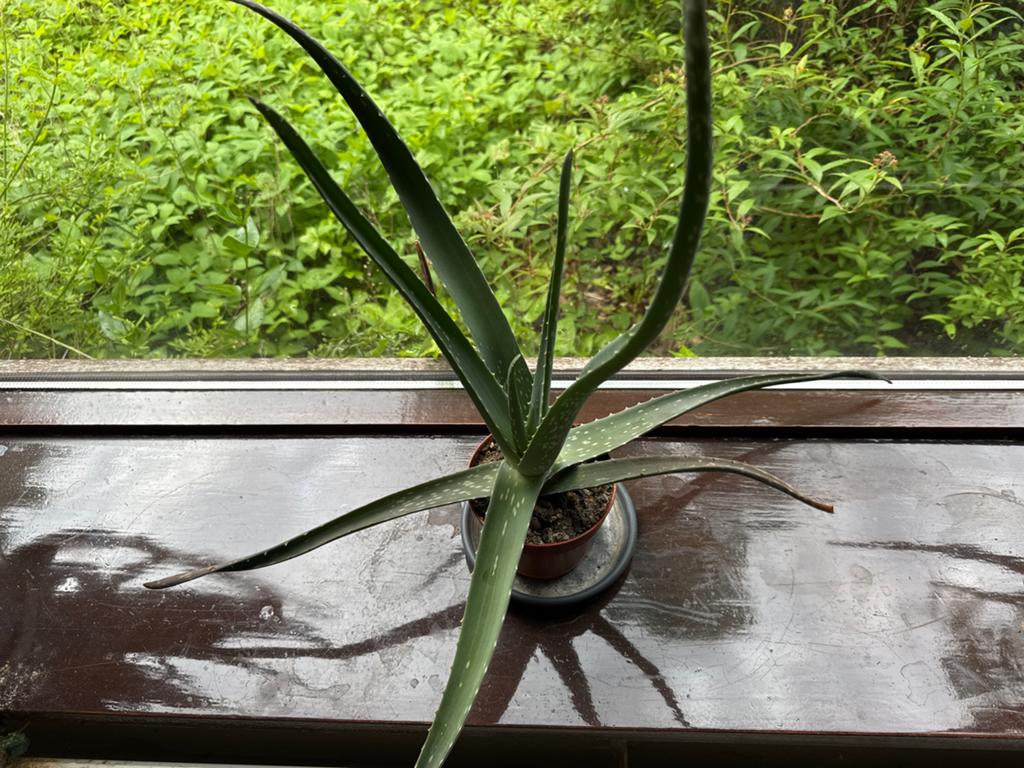 Aloë Vera plant in pot - geneeskrachtige plant, Volle zon, Vaste plant, Bloeit niet, Ophalen