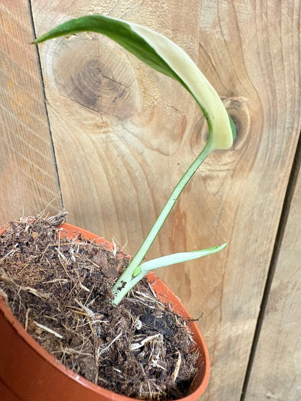 Monstera deliciosa variegata plant albo white wit halfmoon, Ophalen of Verzenden, Halfschaduw, Minder dan 100 cm