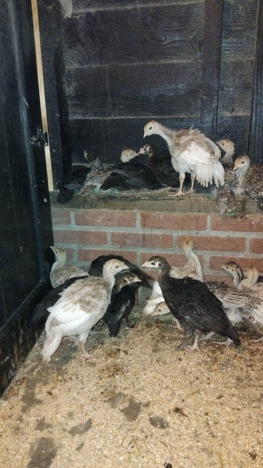 Kalkoenen, Meerdere dieren, Kalkoen