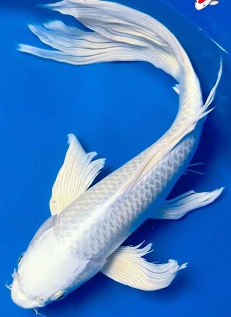 Japanse koi Platinum ogon butterfly koi !, Karper of Koi
