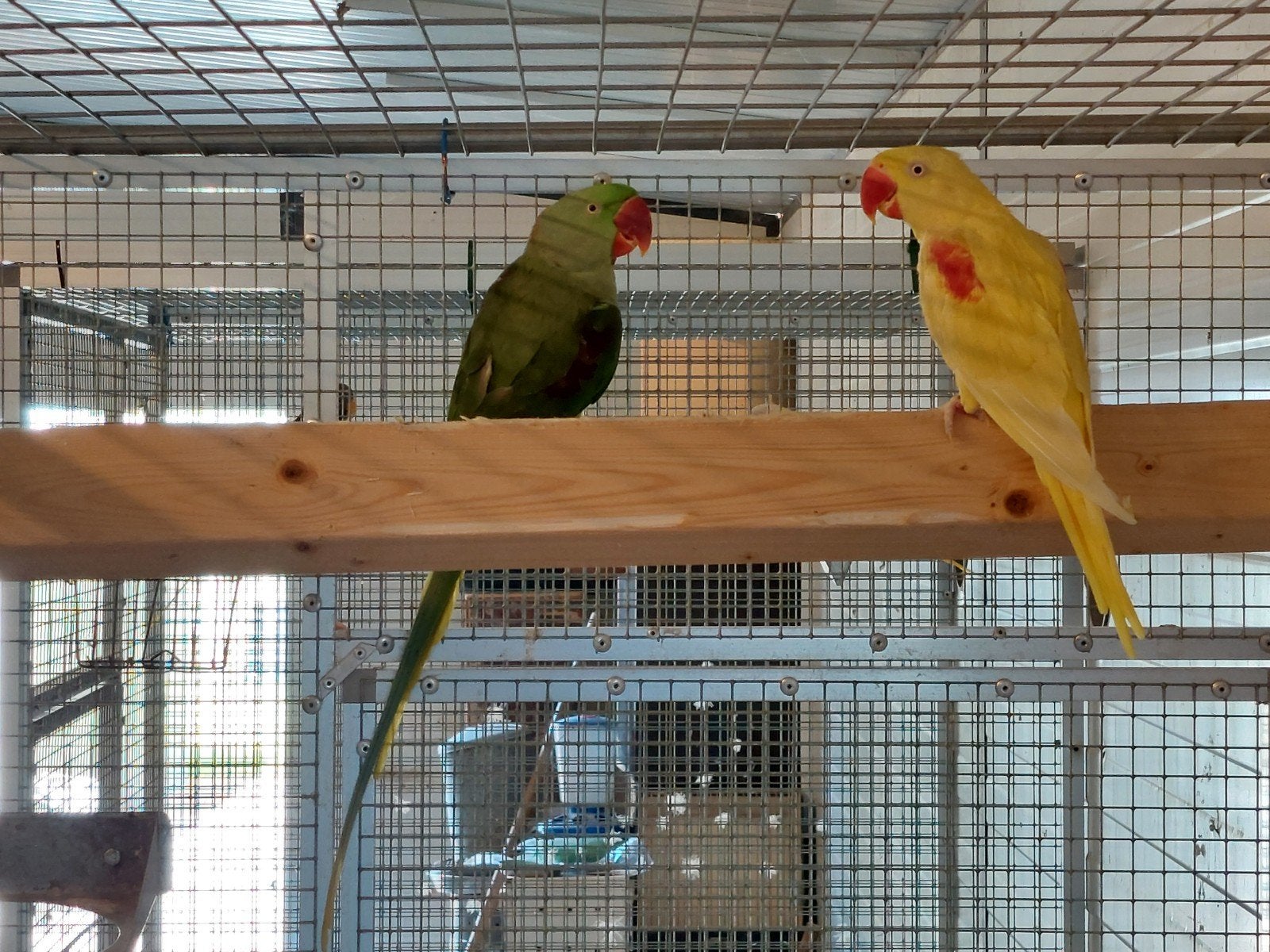 Koppel Groot Alexanders Split Lutino x Lutino, Dieren en Toebehoren, Vogels | Parkieten en Papegaaien, Meerdere dieren, Parkiet