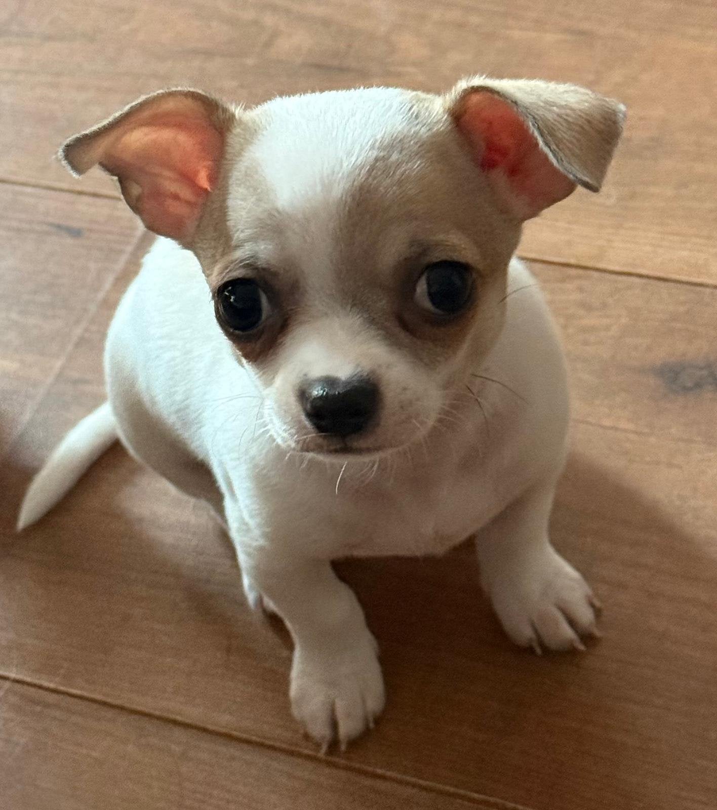 Chihuahuas, Meerdere, Meerdere dieren, Chihuahua, Nederland