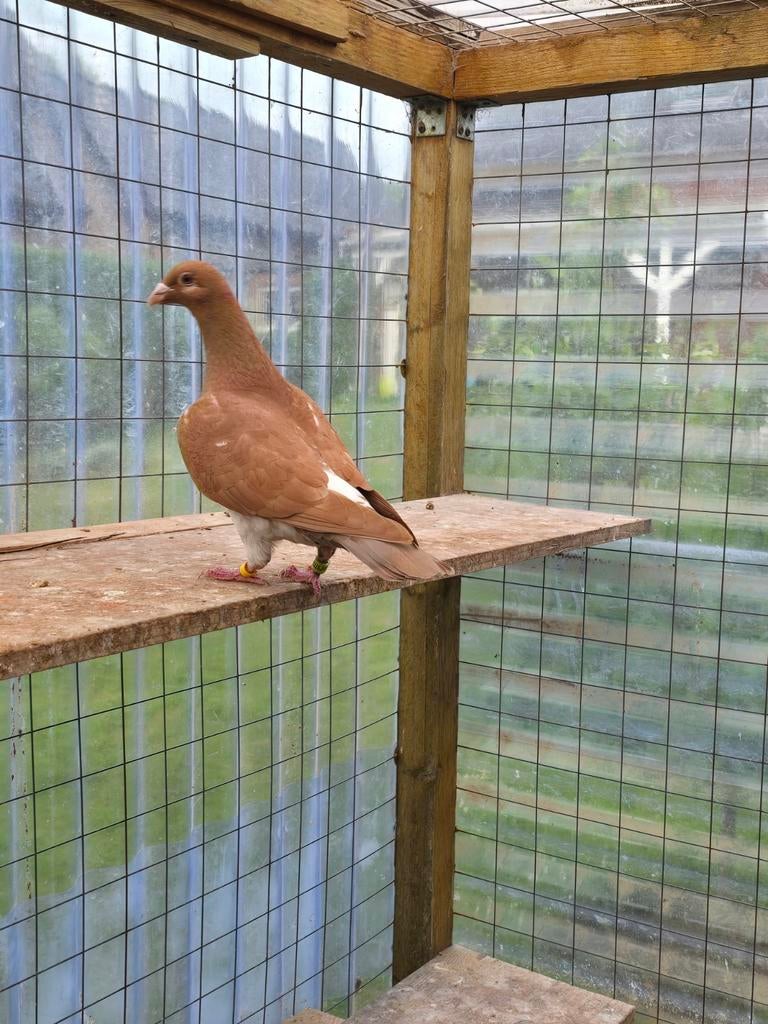 Postduiven duiven te koop, Dieren en Toebehoren, Vogels | Duiven, Meerdere dieren, Postduif