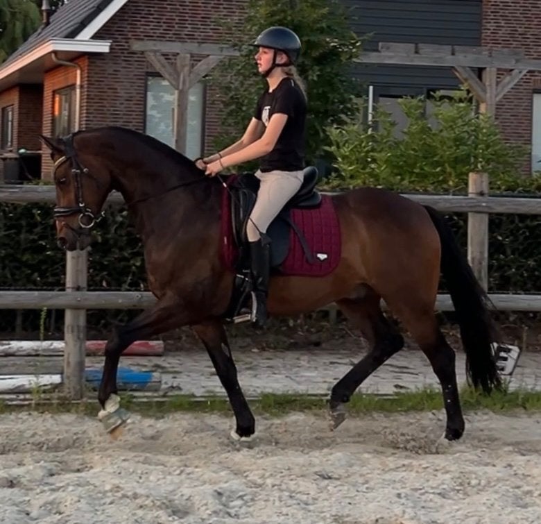 Sportpony welsh ruin, Dieren en Toebehoren, Pony's, E pony (1.48m - 1.57m), Met stamboom, Ruin, Dressuurpony