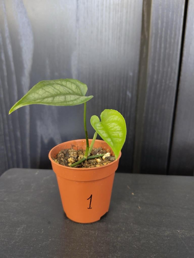 Monstera siltepecana stekje 1, Ophalen, Overige soorten, Halfschaduw, Minder dan 100 cm