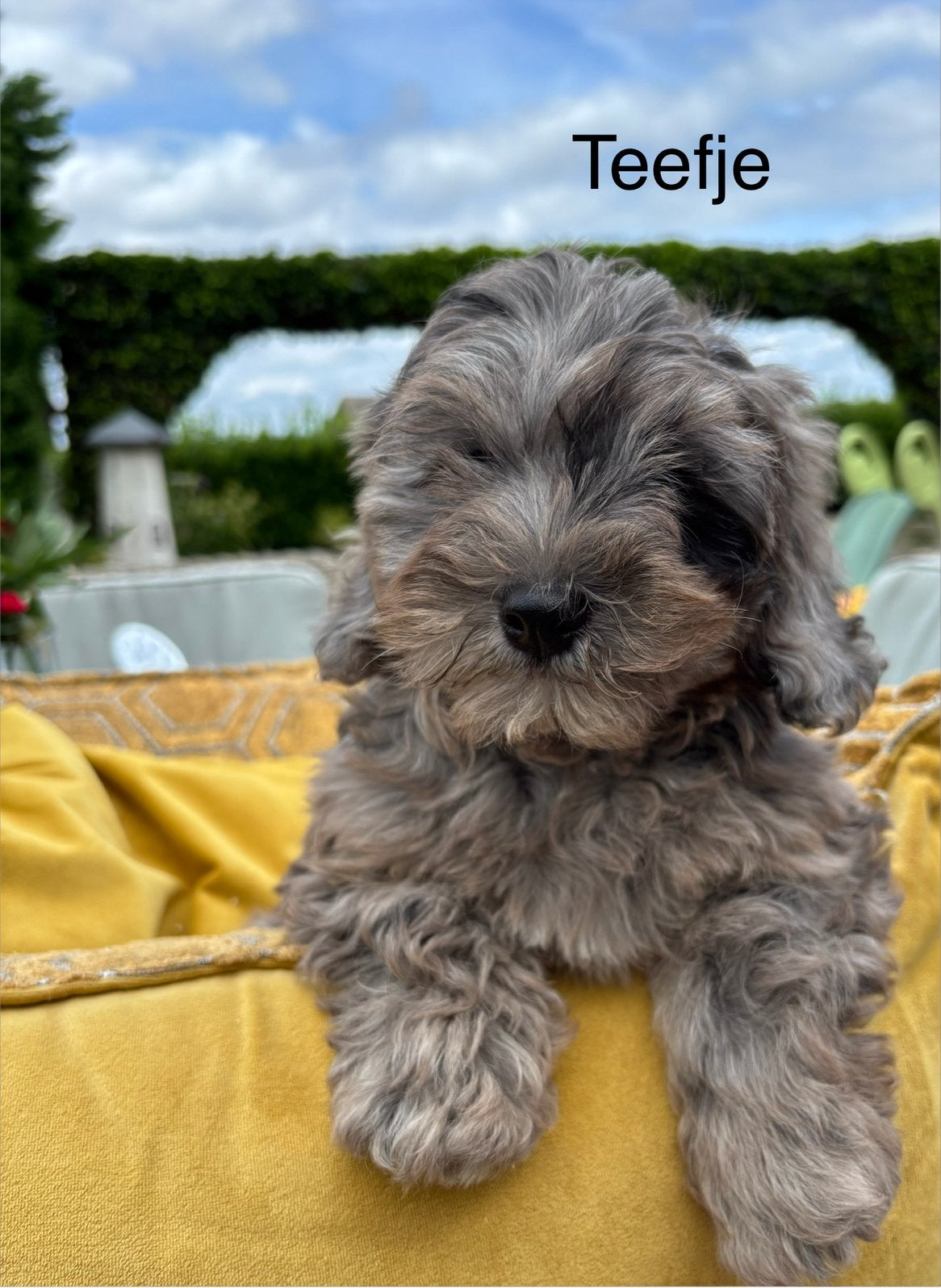 Boomer x Labradoodle mini, Nederland, Overige rassen, 8 tot 15 weken, Teef