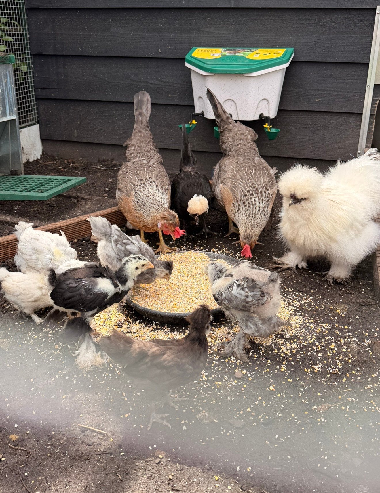 10 kippen inclusief alle toebehoren., Dieren en Toebehoren, Meerdere dieren, Kip