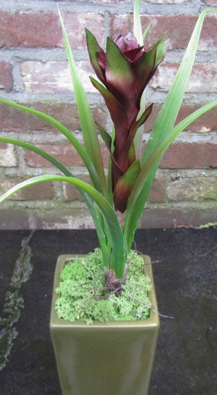 PRACHTIGE KUNST GUZMANIA - WIT GROENIG - DONKER ROOD, Huis en Inrichting, Ophalen of Verzenden, Nieuw