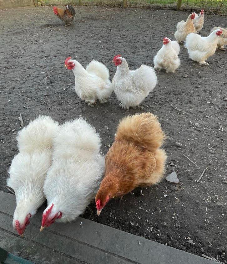 Bijzonder mooie Cochinkriel ZIJDEVEER hennen los of samen, Dieren en Toebehoren, Pluimvee, Meerdere dieren, Kip