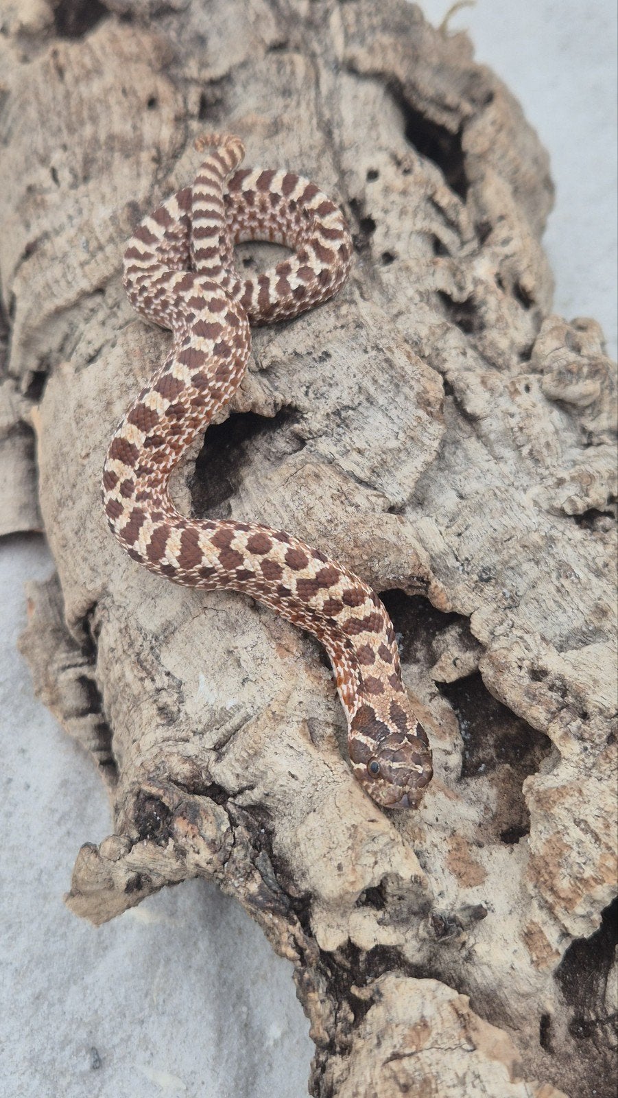Ex red het albino haakneusslang Hognose Snake photo 5